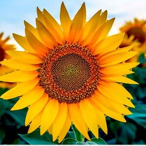 Meet your Posher, Wendy